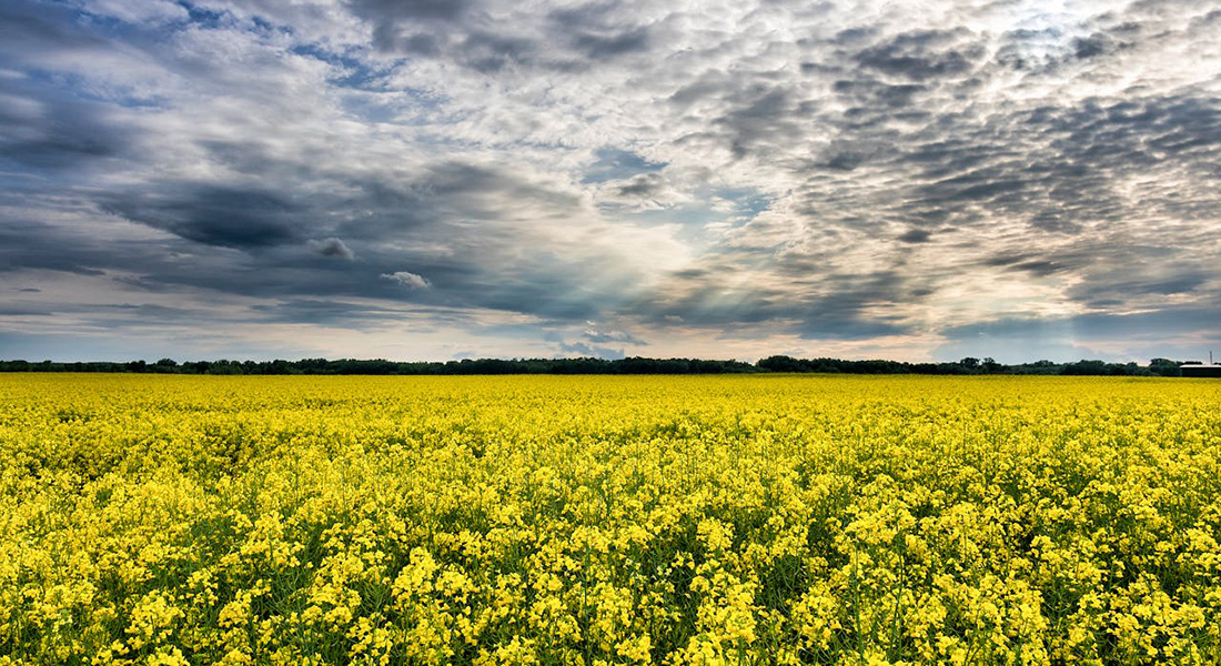 Rapsmark. Foto David Bartus, Pexels